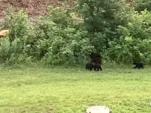 Jamboree2023-Day0-Bears